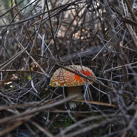 Lo Alto 3* El Arenal (Castile and Leon)